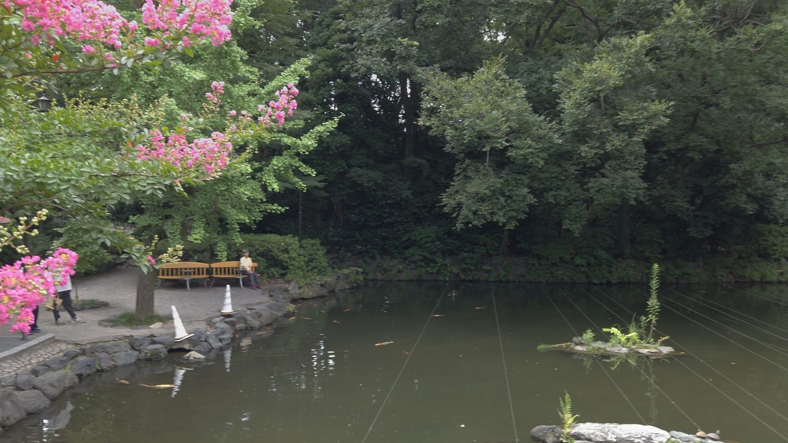 熱田神宮 神苑の池 / Pond in the shrine garden