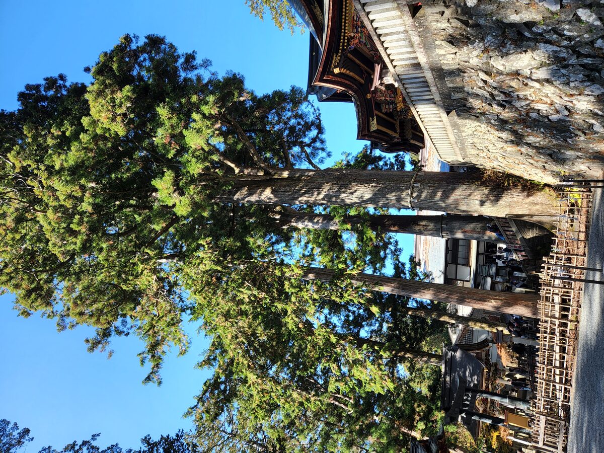 三峯神社 参道の杉の大木 / Towering cedar trees at Mitsumine Jinja
